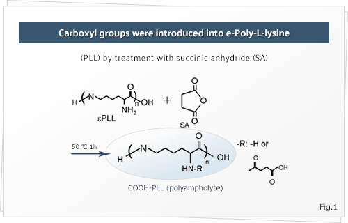 Carboxyl groups were introduced into e-Poly-L-lysine