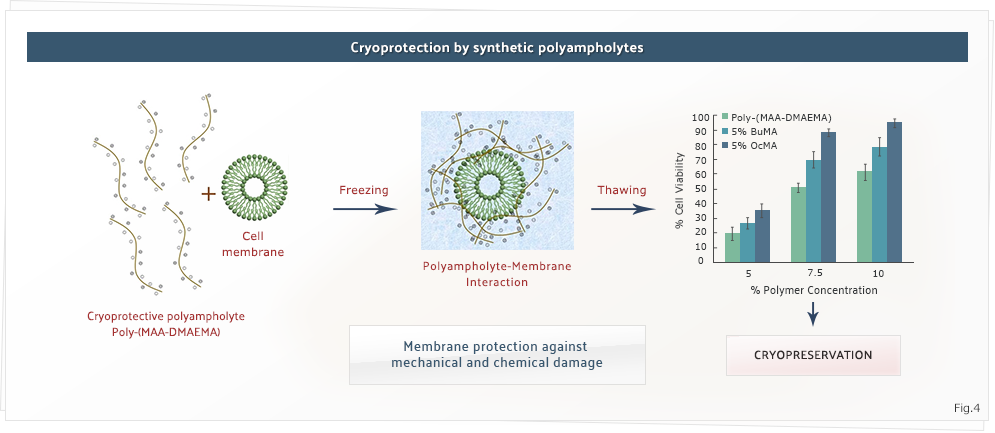 Cryoprotection by synthetic polyampholytes