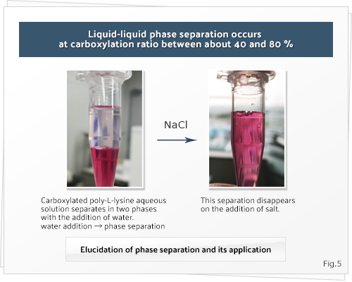 Liquid-liquid phase separation occurs at carboxylation ratio between about 40 and 80 %