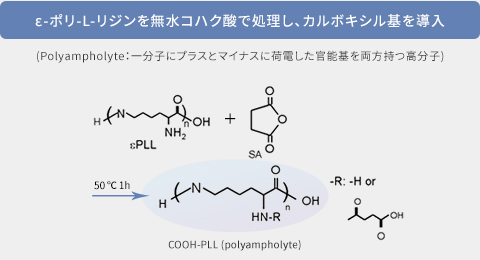 図1：ε-ポリ-L-リジンを無水コハク酸で処理し、カルボキシル基を導入
