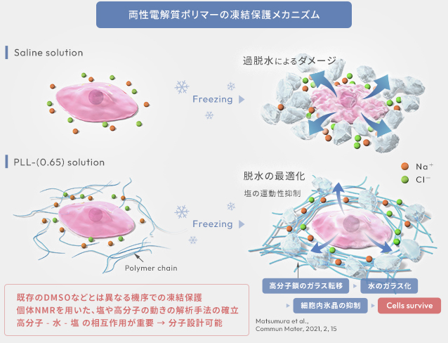 図4：両性電解質ポリマーの凍結保護メカニズム