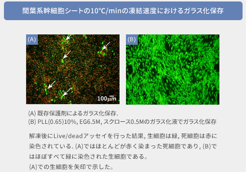 間葉系幹細胞シートの10℃/minの凍結速度におけるガラス化保存