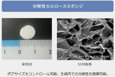 図10：分解性セルローススポンジ