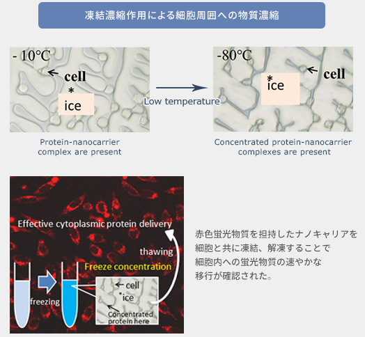 図11：凍結濃縮作用による細胞周囲への物質濃縮