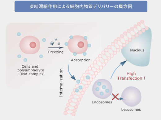 図12：凍結濃縮作用による細胞内物質デリバリーの概念図