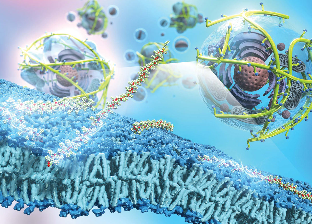 図18：抗がん高分子の模式図