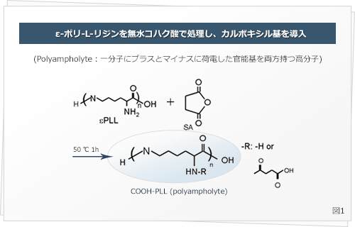 ε-ポリ-L-リジンを無水コハク酸で処理し、カルボキシル基を導入