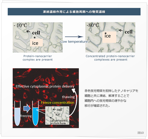 凍結濃縮作用による細胞周囲への物質濃縮