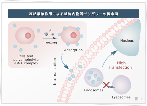 凍結濃縮作用による細胞内物質デリバリーの概念図
