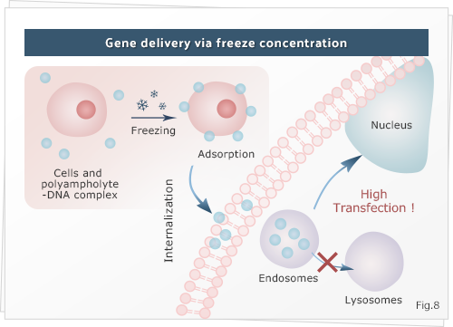 Gene delicery via freeze concentration